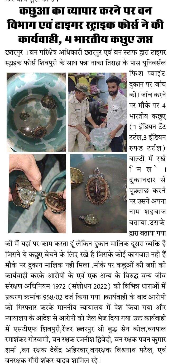 कछुआ का व्यापार करने पर वन विभाग एवं टाइगर स्ट्राइक फोर्स ने की कार्यवाही, 4 भारतीय कछुए जप्त